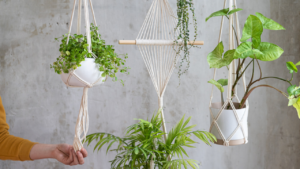 観葉植物のインテリアは吊るすのが正解?日々の生活の癒しにもなるアイテム