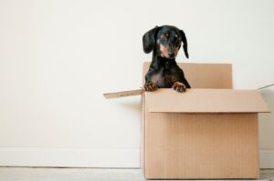 【2024年引っ越しシーズン】引っ越しの最難関は荷造り!?単身女性が行う時の注意点とおすすめプラン